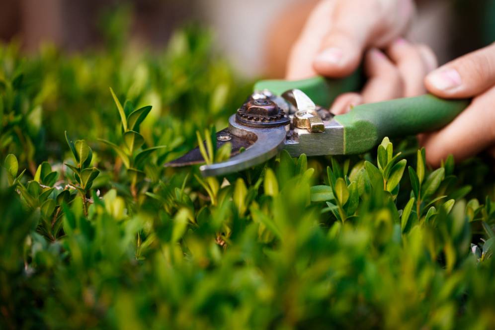 Hands pruning a bush with gardening shears
